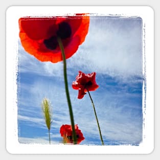 Poppies in the sky Sticker